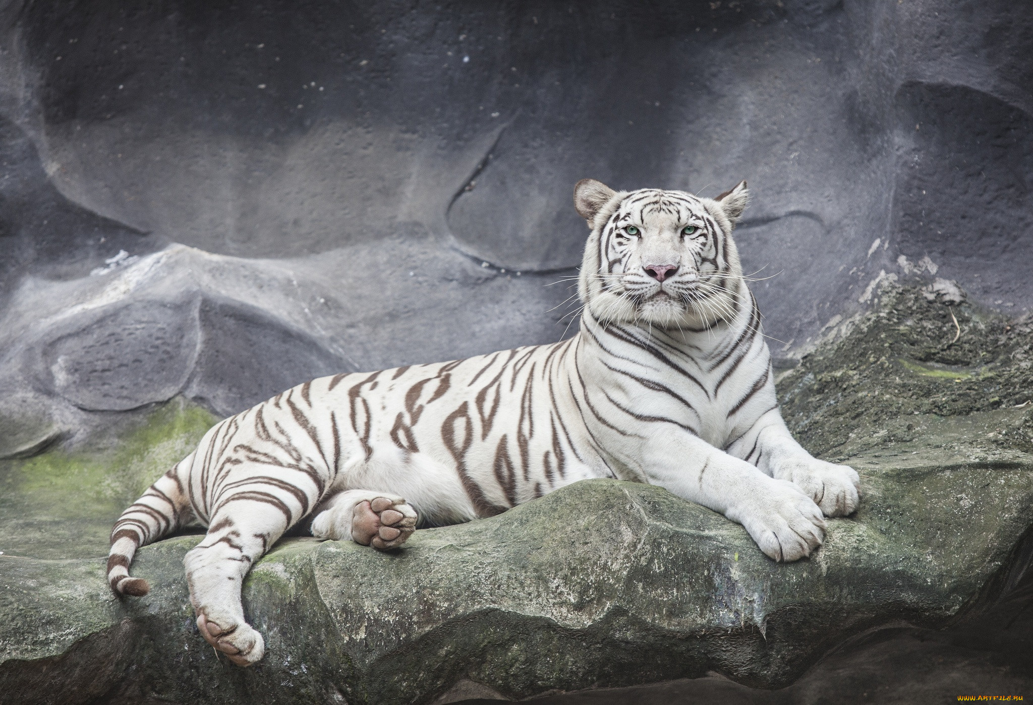 Белый тигр лежит на камнях